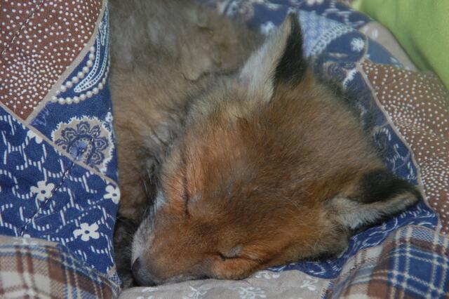 Fuchsmädchen „Fräulein Tchibo“ wurde von Findern mit Kuhmilch gefüttert, das kostete sie beinahe das Leben. | Foto: Tierparadies Schabenreith | Hofner