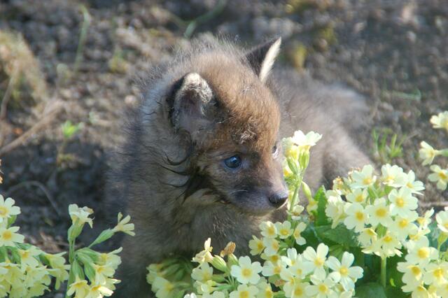 "Nespresso" | Foto: Tierparadies Schabenreith | Hofner