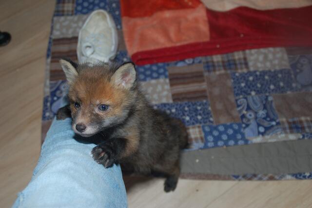 Fuchsbaby "Nespresso" | Foto: Tierparadies Schabenreith | Hofner