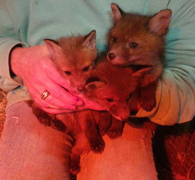 Drei Fuchsbabys werden im Tierparadies Schabenreith aufgezogen. | Foto: Tierparadies Schabenreith | Hofner