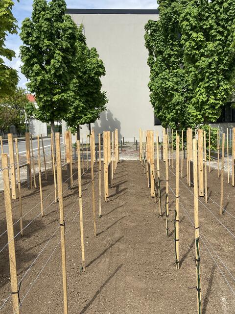 Der Weingarten im Schulhof ist nicht nur ein tolles Projekt für die Schülerinnen und Schüler, sondern auch eine tolle Idee für die Begrünung.