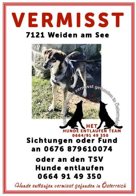 Weiden: Hund entlaufen: Sichtungen bitte unter 067688918209 melden ...
