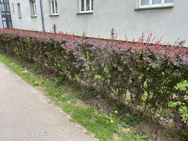 Solche Hecken, wie sie in der Innensiedlung sind, wünscht sich Mayer. | Foto: Brandl