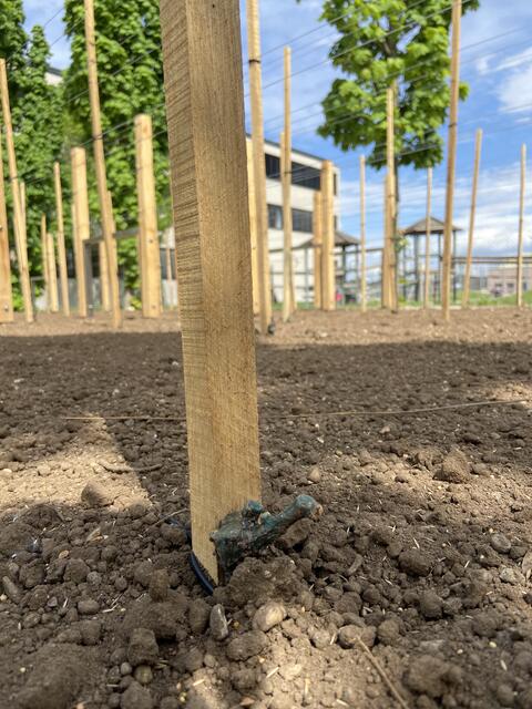 Im Schulhof der Hertha Firnberg Schulen für Wirtschaft und Tourismus befindet sich seit Neuestem ein Weingarten.