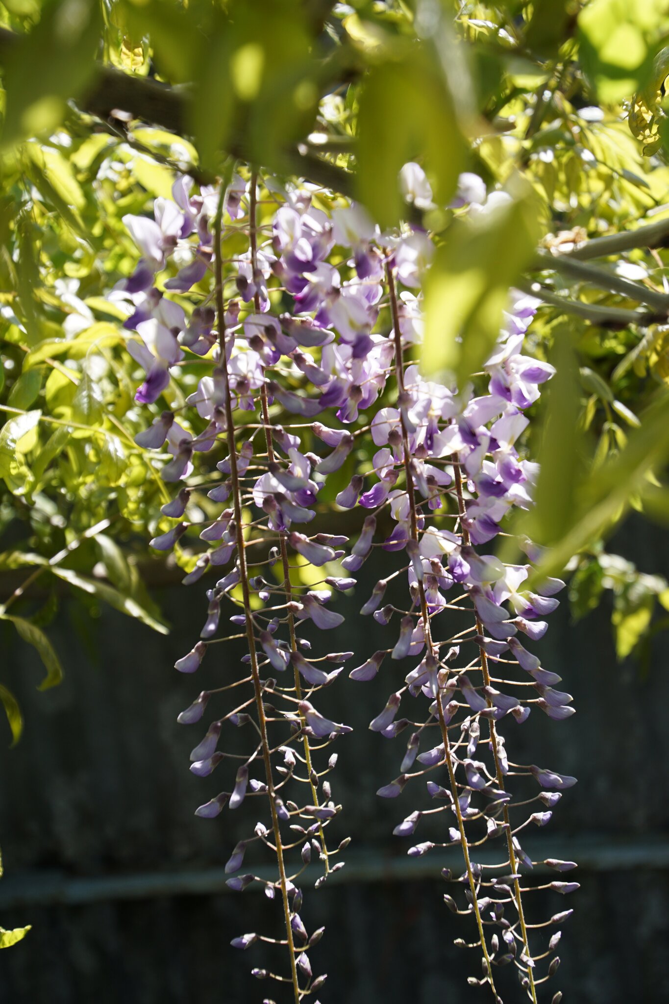 Blüten Blauregen (Clycinie) Liesing