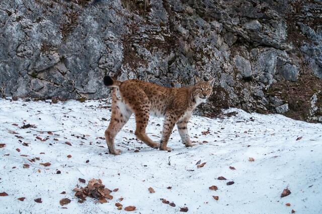 Luchs Lakota im Nationalpark Kalkalpen