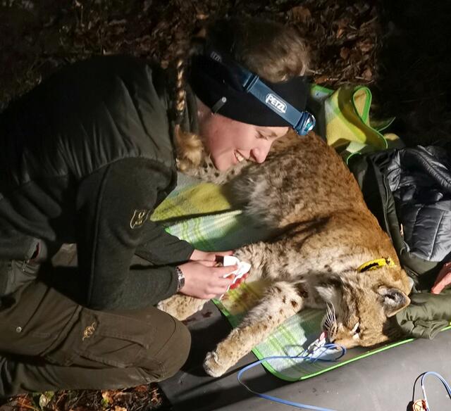 Untersuchung von Luchs Lakota
