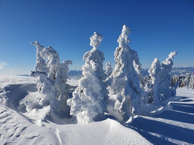 Schneeskulpturen auf der Handalm | Foto: Reiterer