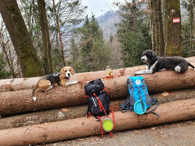 Einmal ausruhen bitte: Die beiden Begleithunde "Daisy" und "Emil" machen am Laßnitztalweg Pause. | Foto: Reiterer