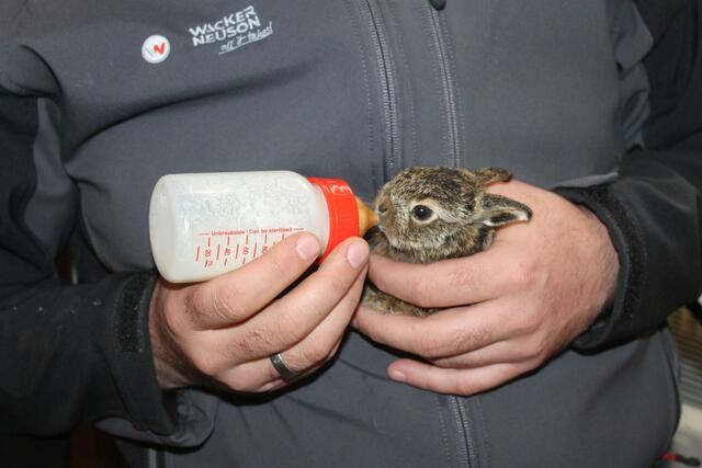 Zehn junge Feldhasen finden am Assisi-Hof Schutz. | Foto: tierschutzverein.at