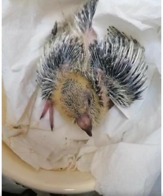 Auch zahlreiche Vögel werden dort versorgt. | Foto: tierschutzverein.at