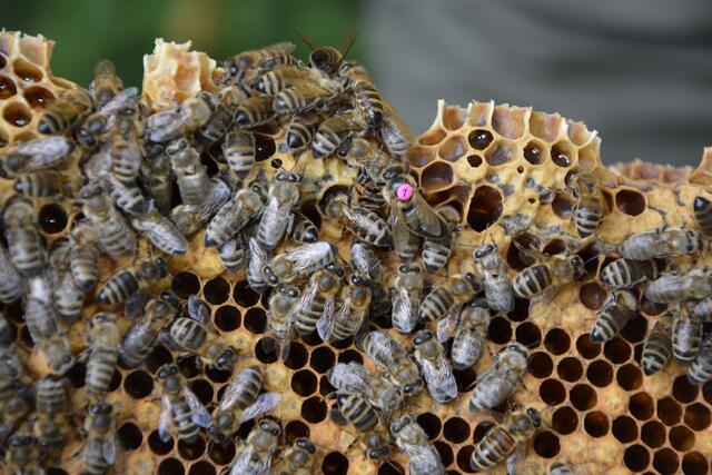 Hochsoziale Gemeinschaftsformen, insbesondere Staaten wie bei der Honigbiene, sind unter den Bienenarten eher die Ausnahme.