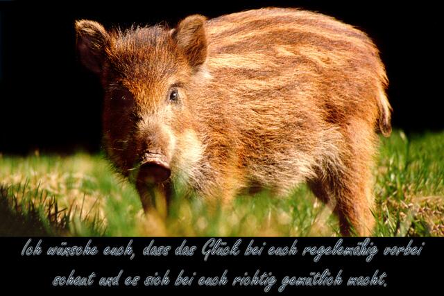Für VOLLBILDMODUS in das Bild hineinklicken! Dieses Ferkel soll euch regelmäßig Glück bringen. | Foto: © by Ing. Günter Kramarcsik