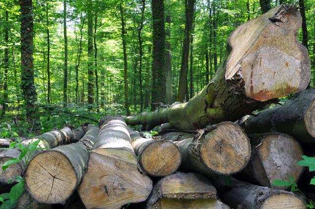 "Holz ist aktuell in ausreichender Menge und guter Qualität in Oberösterreich vorhanden", sagt Agrar-Landesrat Max Hiegelsberger.