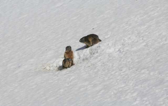 Auch die Murmeltiere verlassen schon ihr Schlafgemach und beobachten das Treiben nach der Winterruhe. | Foto: Gottfried Maierhofer