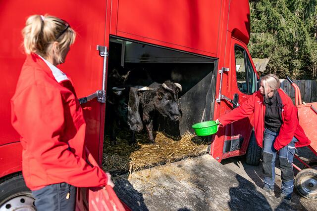Die Zwergrinder Hannah und Knut wurden von Gut Aiderbichl gerettet. | Foto: Gut Aiderbichl