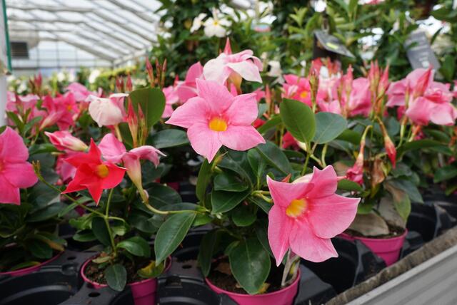 Klimafitte Sorte: Dipladenien | Foto: Anne Kette