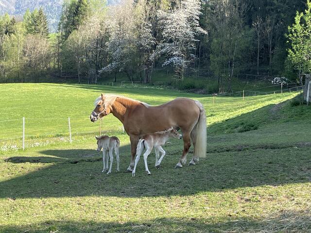 Alle drei wohlauf: Dora mit ihren beiden Fohlen Dorina und Button.