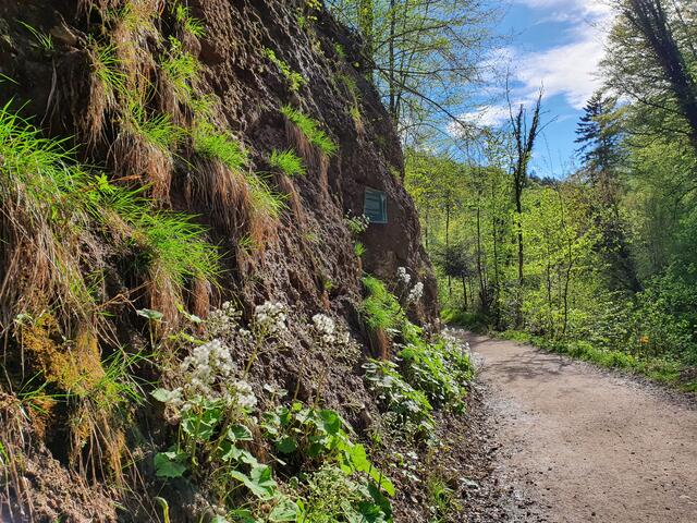 Eine Wanderung durch die Glasenbachklamm ist ein uriges Erlebnis!