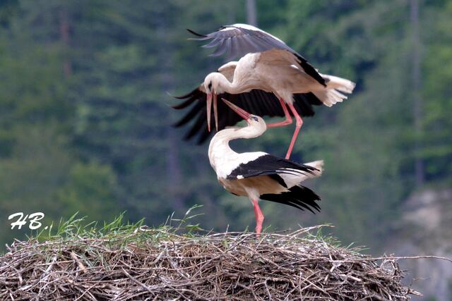Diese 3 Fotos hatte ich wahrscheinlich schon mal gezeigt  ---  aber eine solche " Zeugenschaft " ist ja nicht alltäglich