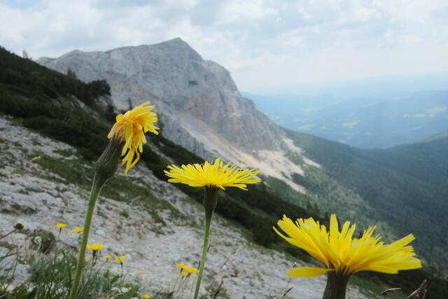Blick in die Preinerwand vom Göbl-Kühn-Steig aus.