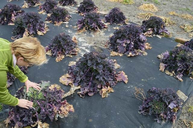 Liebevoll kümmern sich Wiens Landwirte um ihre Produkte. | Foto: Berger