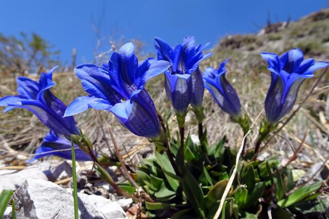 Der Clusius-Enzian steht in Vollblüte.
