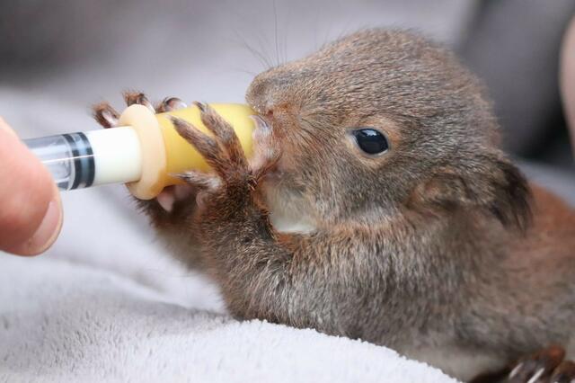 Aufwendig muss dieses junge Eichhörnchen mit Aufzuchtsmilch gefüttert werden. | Foto: Tierschutzverein