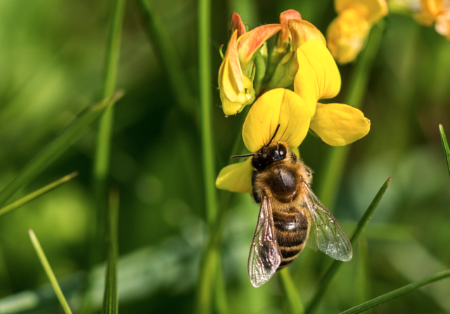 Hunderttausende Bienen verendeten in Fischbach, da ein Täter die Öffnungen mehrerer Bienenstöcke verschloß. | Foto: kk