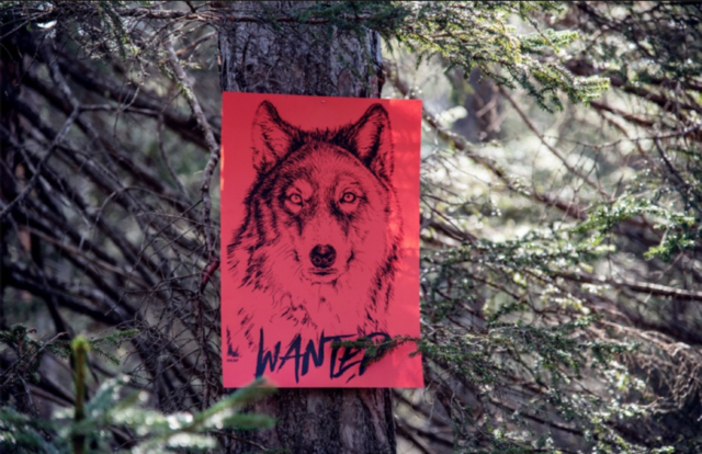 Mit der Aktion Wanted (2021) kommentiert auch Nicole Weniger die Wolfsdebatte, die derzeit im öffentlichen Raum u. a. mit der Aufstellung von Schildern wie „Wölfe willkommen“ und „Alm ohne Wolf“ geführt wird. | Foto: Kunstraum Innsbruck