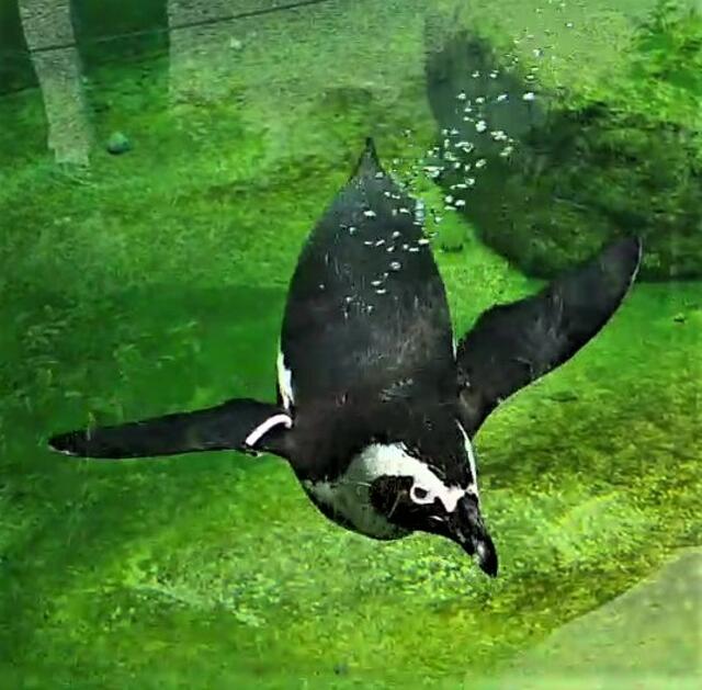 Brillenpinguin beim Beobachten der Besucher