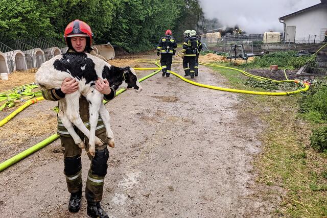 Dank ihres engagierten Einsatzes konnte die Feuerwehr einen Großteil der Kühe retten.