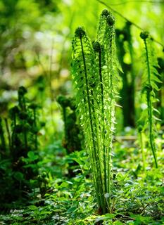 kaktus mit groen weien blten Notocactus scopa albispinus
