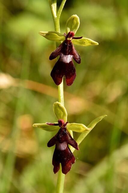 Besonderheiten entdecken: Eine wilde Orchidee. | Foto: David Bock
