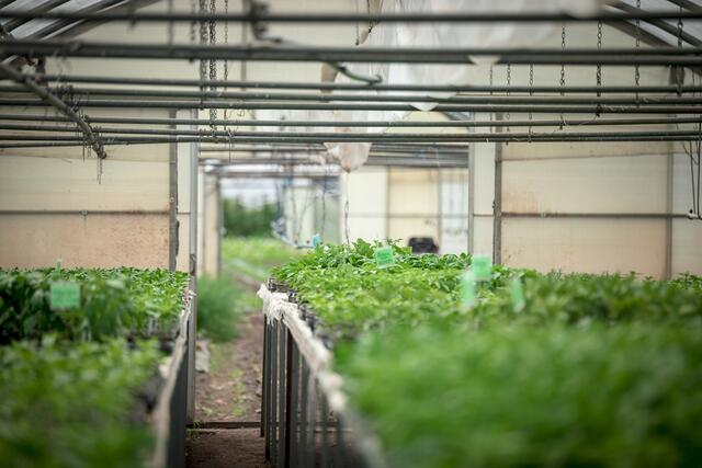 In Waidmannsdorf: Rund 8000 Quadratmeter sind "unter Folie", also befinden sich in Gewächshäusern.