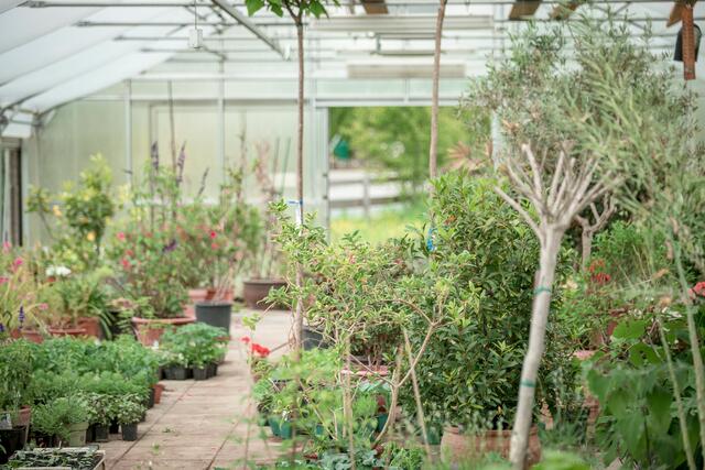 Aus eigenem Anbau: Viele Gemüsejungpflanzen, Kräuter, Blumen und Blütenstauden gibt es am Standort zu erwerben.