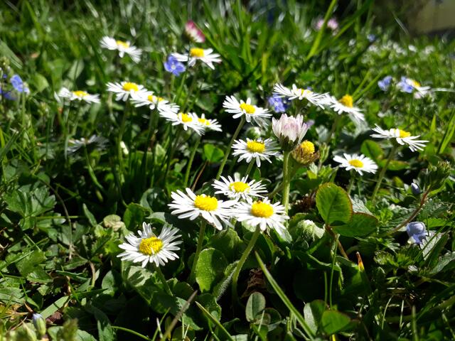 Gänseblümchen am Butterbrot oder im Salat sind auch ein Genuss für das Auge. (c) Schrottmayer