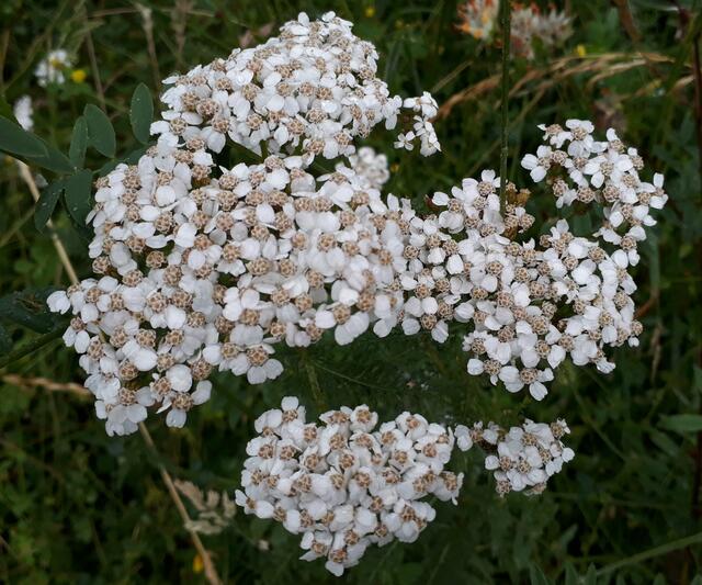 Aus den Blüten der Schafgarbe kann ein köstlicher Sirup gemacht werden - der Wiesendudler. (c) Schrottmayer