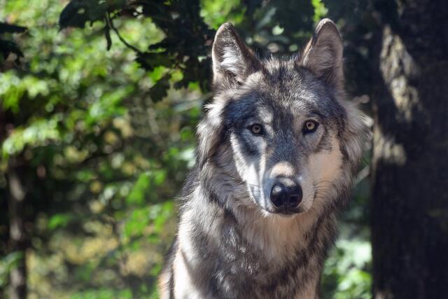 Prognosen über die Verbreitung der Tiere sind schwierig.
