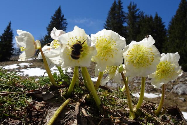 Im Schneerosen-Paradies