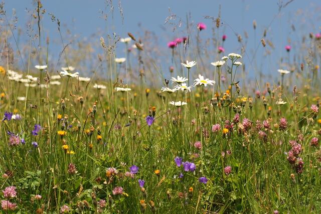Insekten lieben nährstoffarme, blütenreiche Magerwiesen.  | Foto: Fotolia/ Marion Neuhau 
