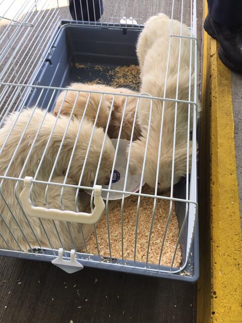 Foto: LANDESPOLIZEIDIREKTION VORARLBERG