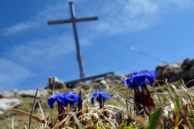 Schon von weitem leuchten die Frühlingsenziane auf dem Fallenstein.