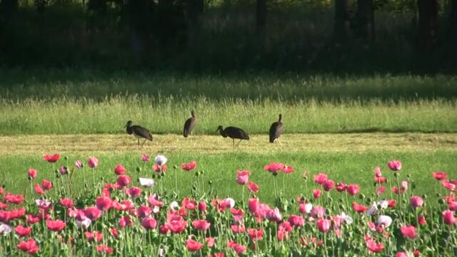 Vier junge Schwarzstörche – aufgenommen im vergangenen Sommer.  | Foto: IG Waldviertel