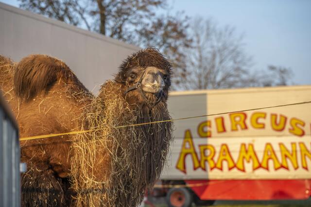 Das Kamel des Zirkus Aramannt. | Foto: Mario Oberlaber