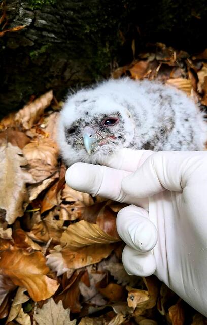 Nur wenn Gefahr im Verzug ist, sollte der Mensch einschreiten: Obwohl er vielleicht verlassen und hilflos wirkt, Jungvögel am Waldboden stehen meist noch in Verbindung mit ihren Eltern.  | Foto: Kornschober