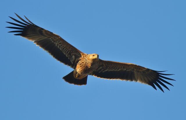 Junger Kaiseradler als bedrohte Art | Foto: BirdLife Katzinger