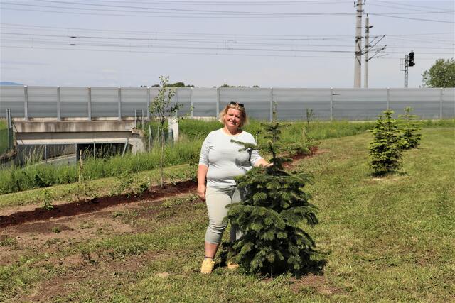 Sabine Jakubzig hat hier den Christbäumen vom Vorjahr ein neues Zuhause gegeben. | Foto: Edith Ertl