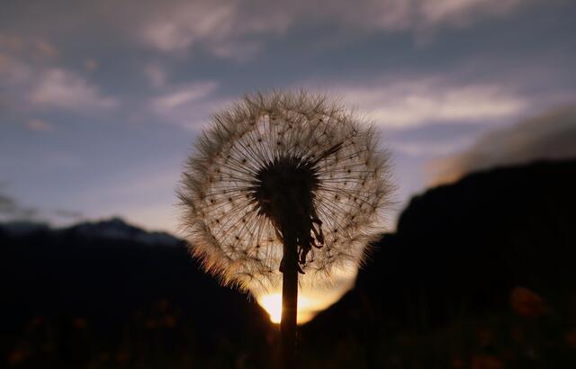 Blumen sind die zarten Gedanken der Liebe und des Lebens.

( Monika Minder)