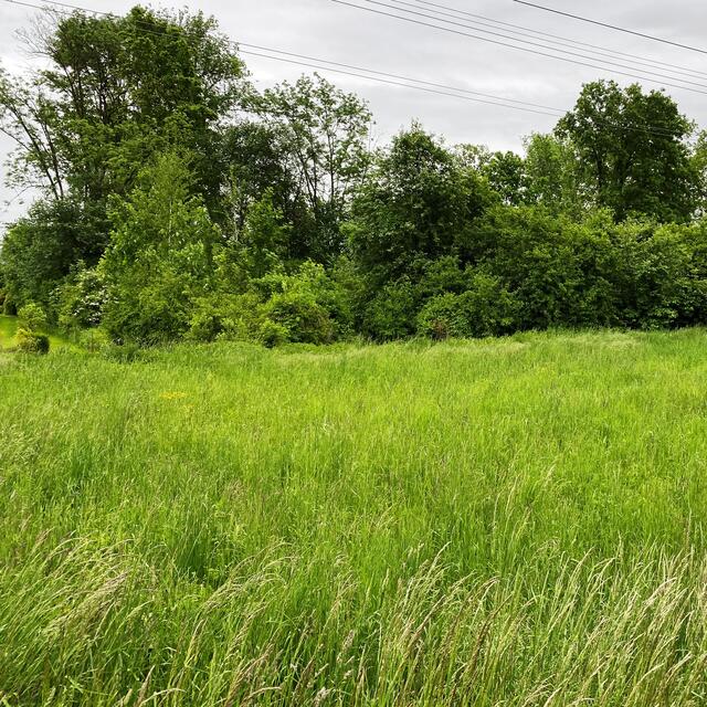 Entlang des Grünstreifens wurden Gräser, Pflanzen und Sträucher erkundet. | Foto: Peter Kirchengast